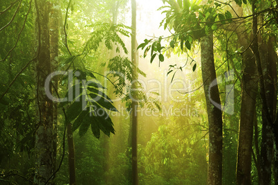 Tropical green forest