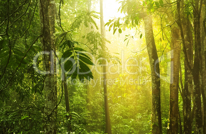 Tropical green forest with sunray