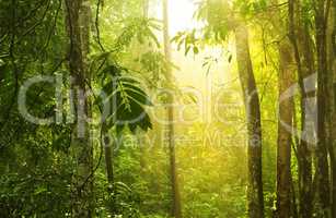 Tropical green forest with sunray