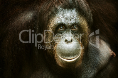 Orang utan portrait