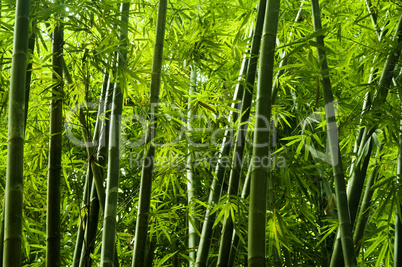 Asian bamboo tree