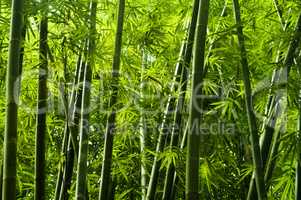Asian bamboo tree