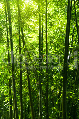 bamboo tree forest