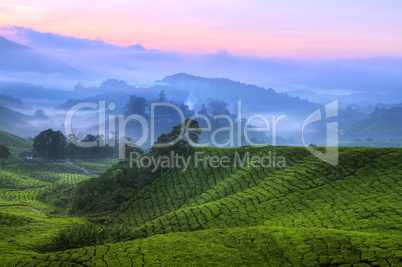 Tea Plantation Malaysia