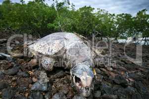 Dead sea turtle