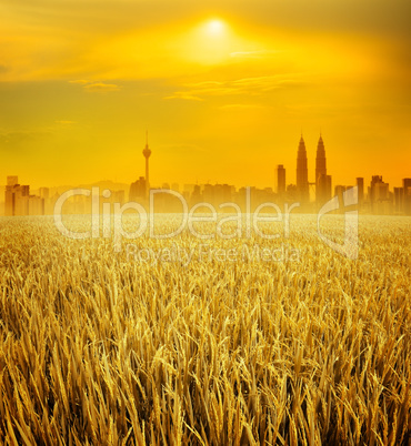 Kuala Lumpur city skyline and rice field