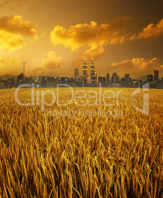 Kuala Lumpur city skyline and paddy field