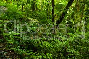 tropical green forest view.