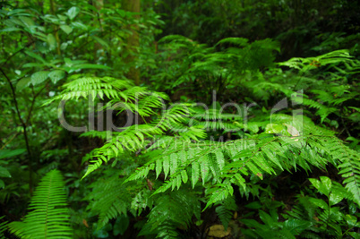 Plants in tropical forest.