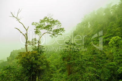 Foggy green forest