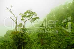 Foggy green forest