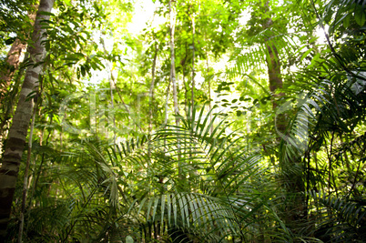 Rainforest landscape Malaysia