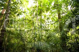 Rainforest landscape Malaysia