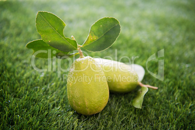 Chemical free organic lemon