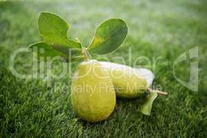 Chemical free organic lemon