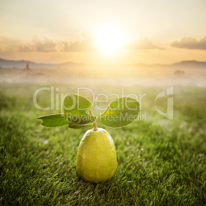 Chemical free fresh organic lemon