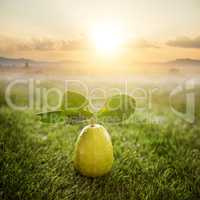 Chemical free fresh organic lemon