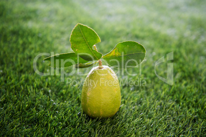 Chemical free lemon on lawn