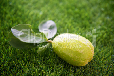 fresh organic lemon on lawn