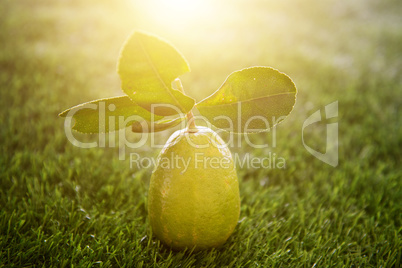 Chemical free lemon with sunlight