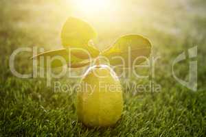 Chemical free lemon with sunlight
