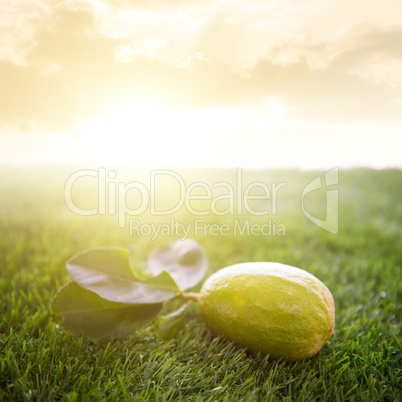 fresh organic lemon with sunlight