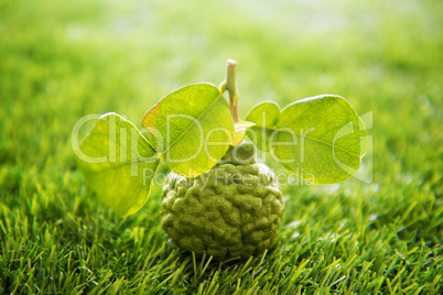 Organic kaffir lime on green lawn