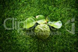 Top view kaffir lime on green lawn
