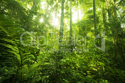 tropical rainforest landscape