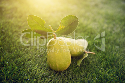 Chemical free lemons