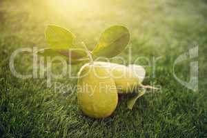 Chemical free lemons