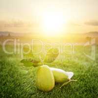Chemical free organic grow lemon