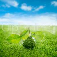 Organic kaffir lime on green lawn with blue sky