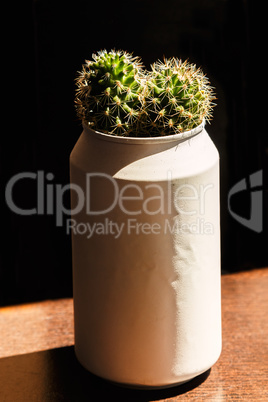 Cactus in a can.