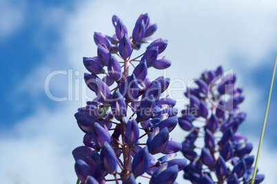 purple wildflowers lupines, lilac summer meadow flowers