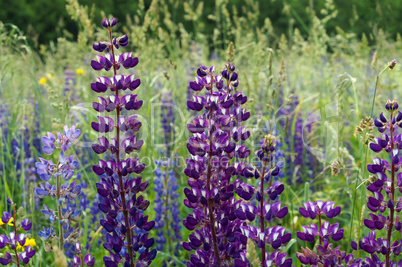 purple wildflowers lupines, lilac summer meadow flowers