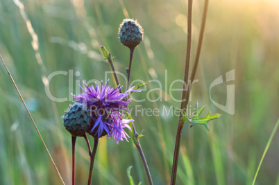 field Thistle flower, field flower in backlighting, reschovsky meadow wild flower