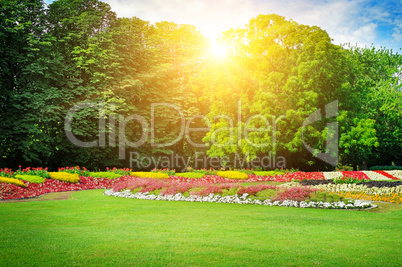 Summer park with beautiful flowerbeds and sun.