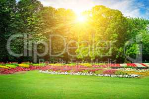 Summer park with beautiful flowerbeds and sun.