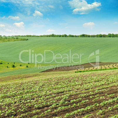 Landscape with hilly field and blue sky.
