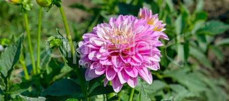 Dahlia on background of flowerbeds. Focus on flower. Wide photo.