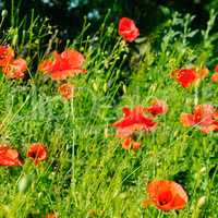 Scarlet poppies against the background of green grass. Focus on