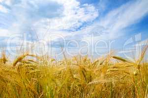 Field with ripe ears of wheat and blue cloudy sky.