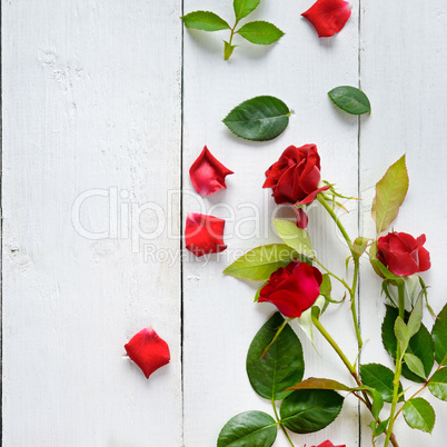 Flowers composition. Red roses on a white wooden background. Fla