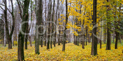 Autumn forest . Late fall. Overcast. A beautiful autumn forest w