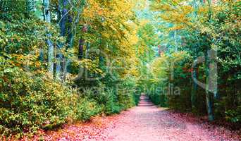 forest in autumn