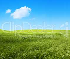 green nature background