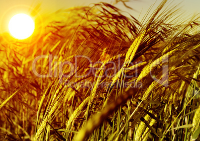 Wheat field detail