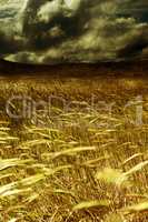Storm in the harvest field