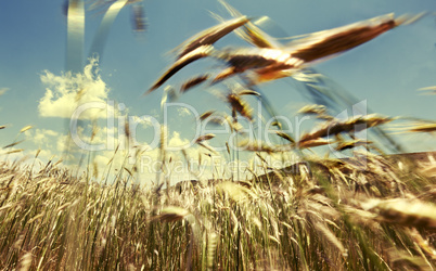 cereal field and wind